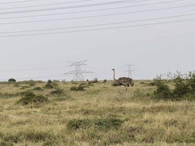 Los riesgos de convivir con la vida salvaje de Kenia
