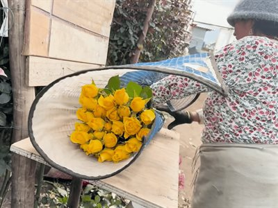 Actualidad: Ecuador Se Consolida Como Exportador De Rosas