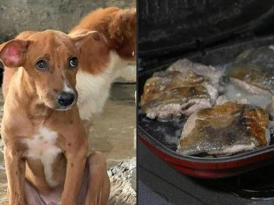 Actualidad: Prohibición De Carne De Perro En Indonesia Genera Controversia