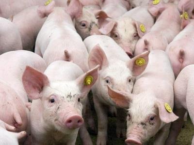 Chile suspende la importación de productos porcinos desde España