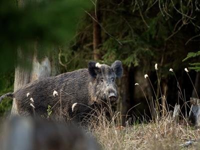 Se Confirma: Reportan Que Rd Suspende Importar Productos Del Cerdo Desde España Por La Ppa