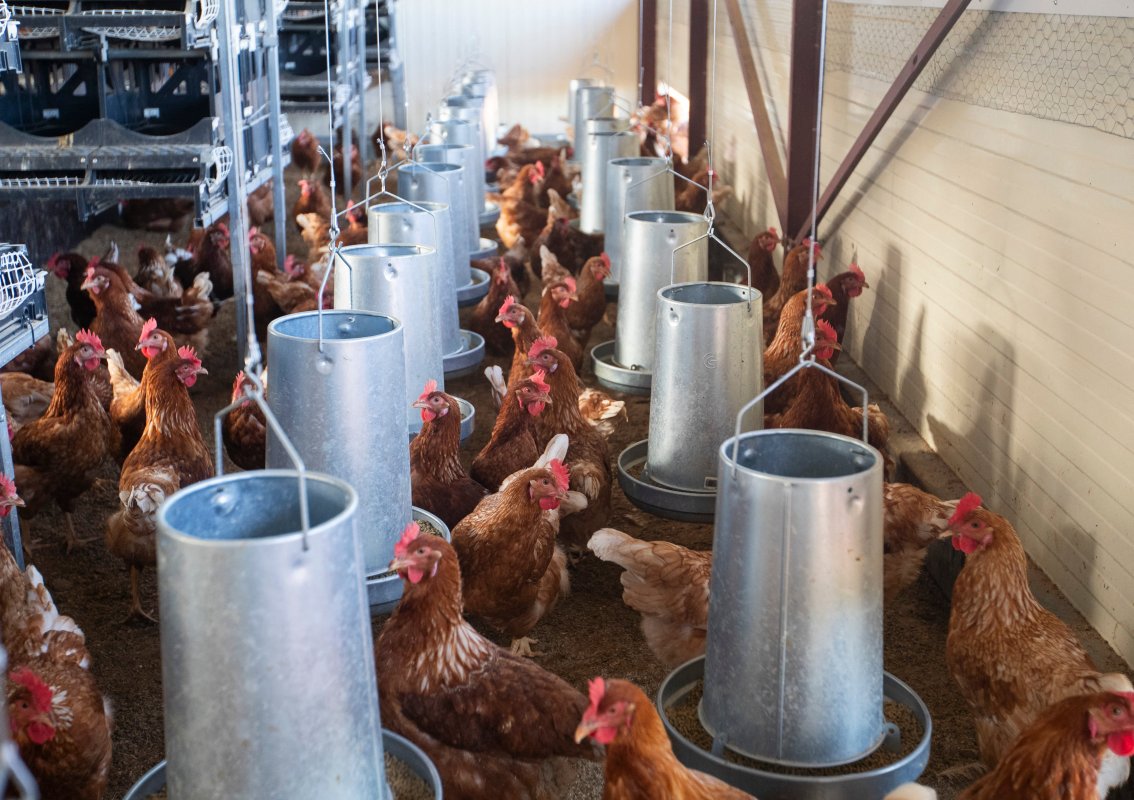 La Crisis Del Huevo Aún No Se Ha Solucionado: Esto Es Lo Que Prevén Los Expertos Para 2026