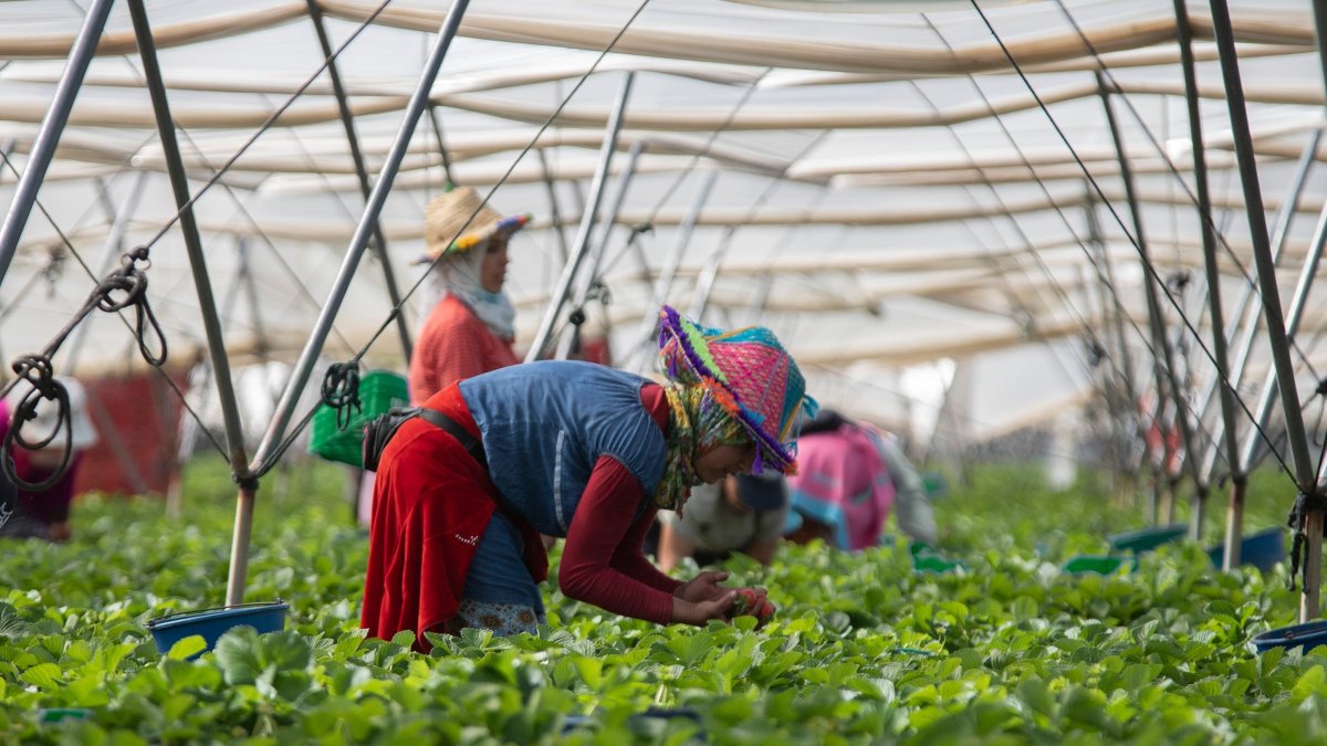España contrata un 25% más de inmigrantes temporeros que luego vuelven a sus países