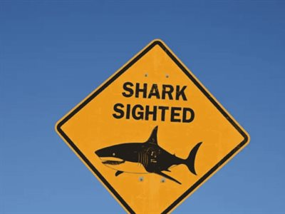 Tiburón Sídney ataca a niño de 12 años en Shark Beach
