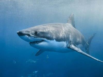 Tiburones muerde surfista en Australia: cuarto ataque en dos días