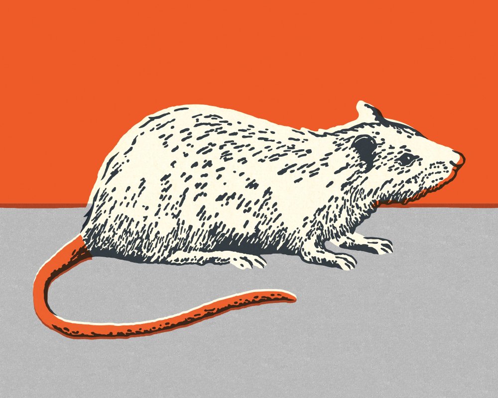 Breaking: ¿Pondrías A Una Rata El Nombre De Tu Ex? Cuando El Humor Protagoniza San Valentín