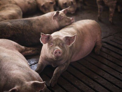 Productores realizarán II Foro Porcino 2026 en Moca