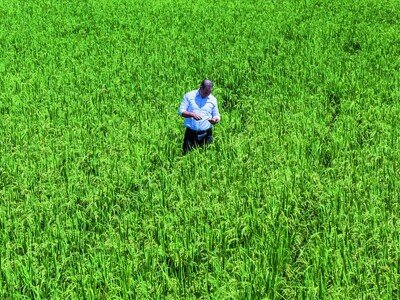 Poder Ejecutivo elimina arancel al arroz