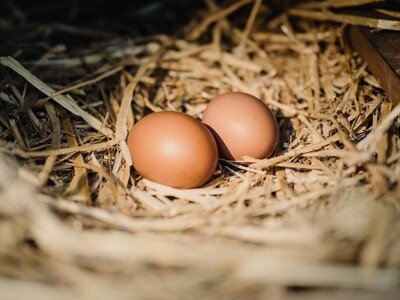 En República Dominicana consumen unos 320 huevos al año por persona